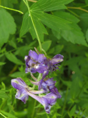 Delphinium exaltatum