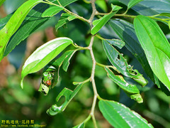 Agomadaranus pardaloides