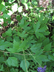 Delphinium exaltatum