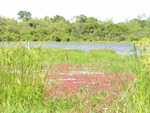 Azolla pinnata image