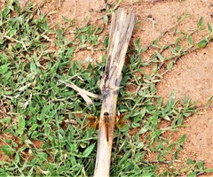 Brachythemis contaminata