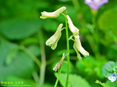 Corydalis balansae