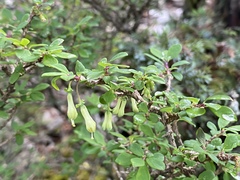 Lonicera kawakamii