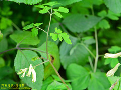 Corydalis balansae