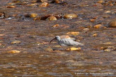 Ibidorhyncha struthersii