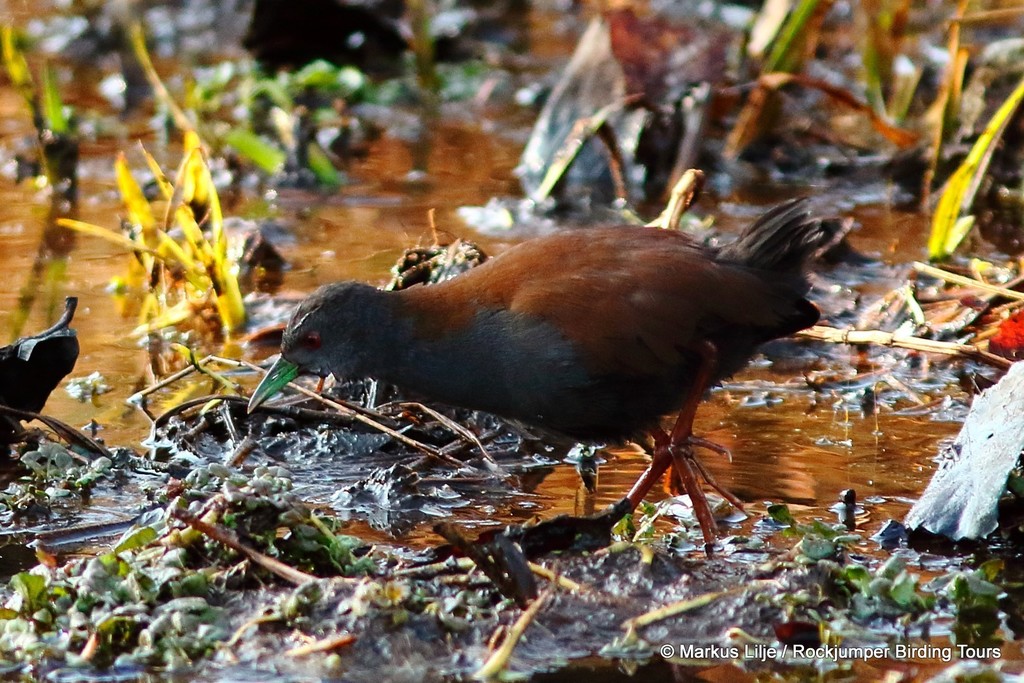 Black-tailed Crake photo