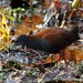 Black-tailed Crake - Photo (c) markus lilje, some rights reserved (CC BY-NC-ND), uploaded by markus lilje