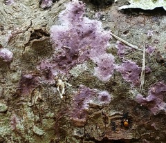 Phanerodontia chrysosporium