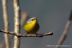 Phylloscopus xanthoschistos