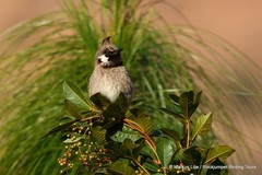 Pycnonotus leucogenys