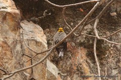 Indicator xanthonotus