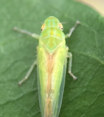 Neocoelidiini