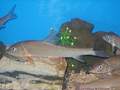 Amur Barbel photo 2