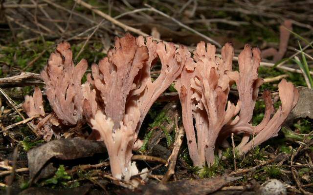 dark-tipped coral