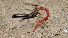 Vanzosaura multiscutata