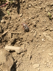 Perillus circumcinctus