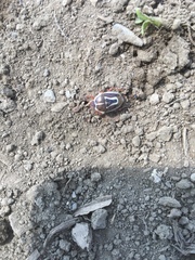 Perillus circumcinctus