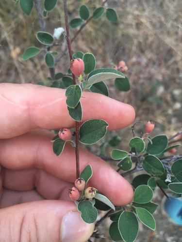 Cotoneaster tauricus, photograph 6