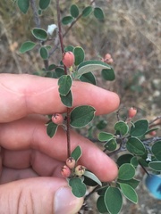 Cotoneaster tauricus