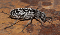 Epicauta maculata-group