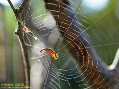 Arachnura melanura