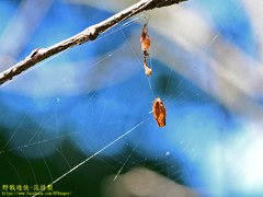 Arachnura melanura
