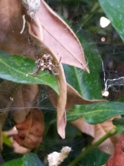 Cyrtophora citricola