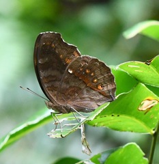 Junonia hedonia ida