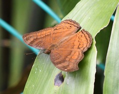 Junonia hedonia ida
