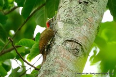 Campethera mombassica