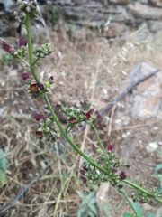 Scrophularia auriculata
