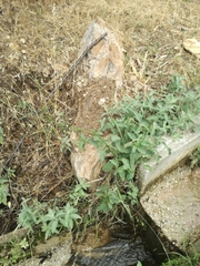 Scrophularia auriculata