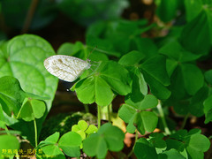 Leptosia nina niobe
