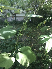 Vitis
