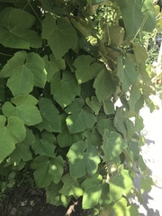 Vitis