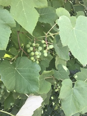 Vitis