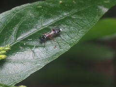 Goryphus