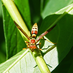 Polistes exclamans