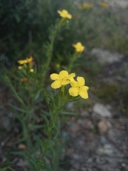 Lithospermum mirabile