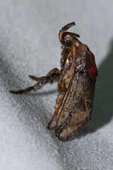 Hyphorma