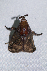 Hyphorma
