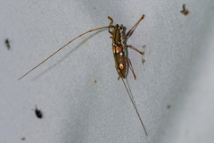 Olenecamptus bilobus