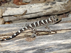 Phyllopezus periosus