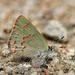Early Hairstreak - Photo (c) Bill Bouton, some rights reserved (CC BY-SA)