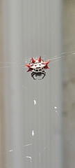 Gasteracantha cancriformis