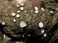 Poronia erici