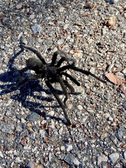 Aphonopelma steindachneri