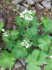 Cnidoscolus maculatus