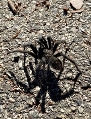 Aphonopelma steindachneri