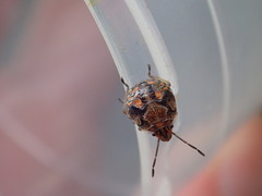 Holcogaster fibulata